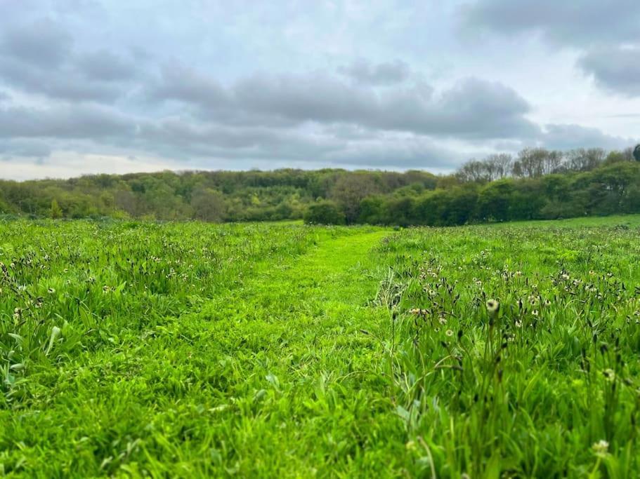Orchard - Kent Lyminge