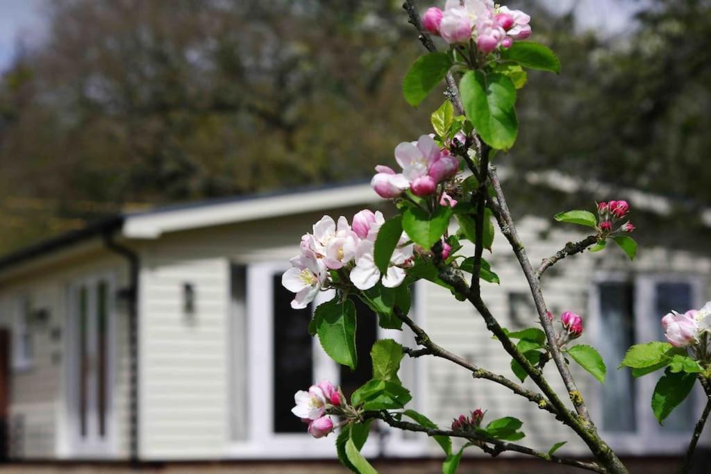Orchard - Kent * Lyminge